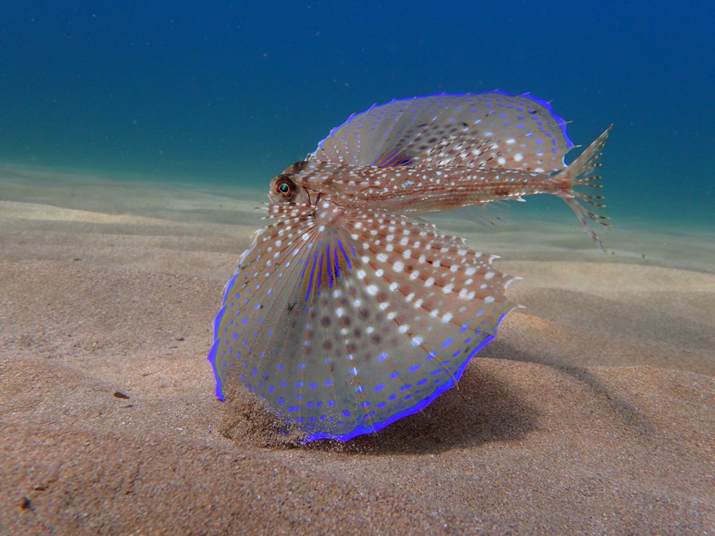 Dactylopterus volitans confidente